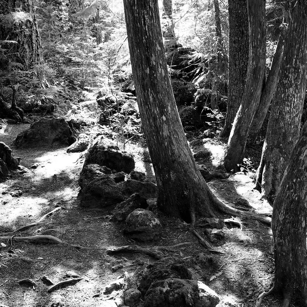 Batı Oregon orman yolu tarafından Ağaçlar