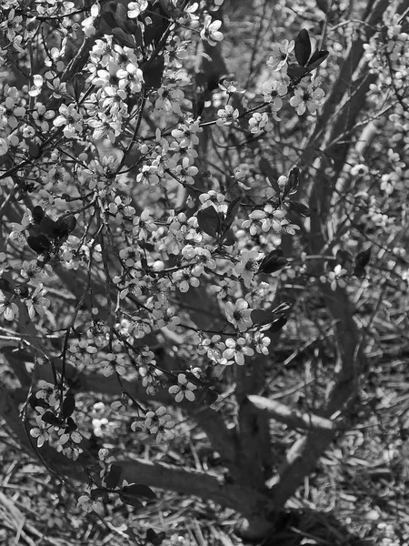 Kersenbloesems in het voorjaar — Stockfoto