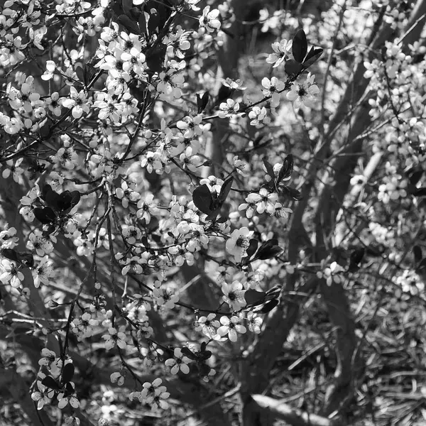 Bloesems van de boom in het voorjaar van — Stockfoto