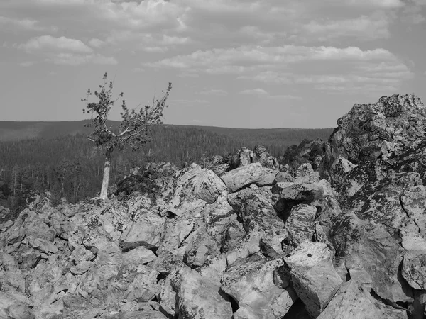 Ялинка росте в обсидіанському — стокове фото