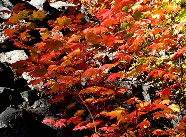 Red maple leaves in fall