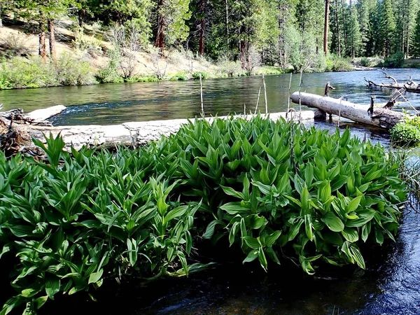 Grosso cespuglio di foglie nel fiume Metolius — Foto Stock