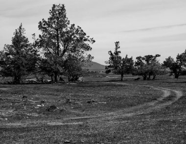 Lastik izleri alan aracılığıyla