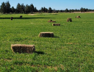 Fresh hay bails in field clipart