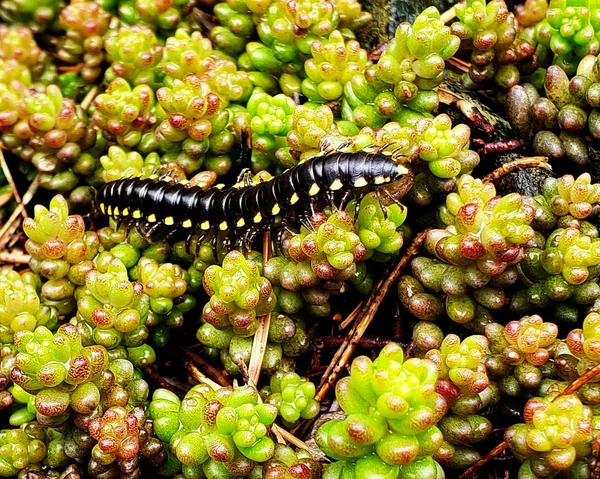Milipeed Rasteja Sobre Uma Cama Succulents Que Cresce Torno Uma — Fotografia de Stock