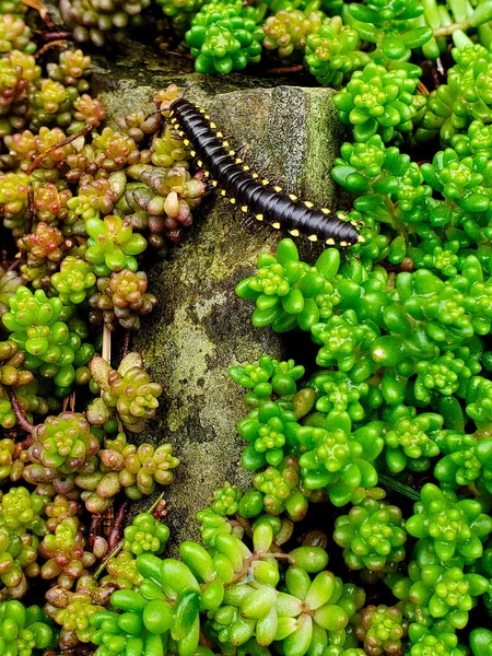 Milipeed Rasteja Sobre Uma Cama Succulents Que Cresce Torno Uma — Fotografia de Stock