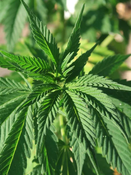 Bitkiler tomurcuklanmadan önce parlak yeşil ve güzel dokulu marihuana yaprakları.. 