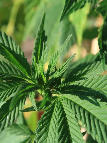 Bitkiler tomurcuklanmadan önce parlak yeşil ve güzel dokulu marihuana yaprakları.. 
