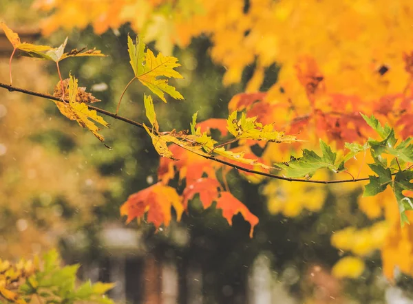 Colorful changing fall leaves during the first snow in Indianapolis — Stock Photo, Image