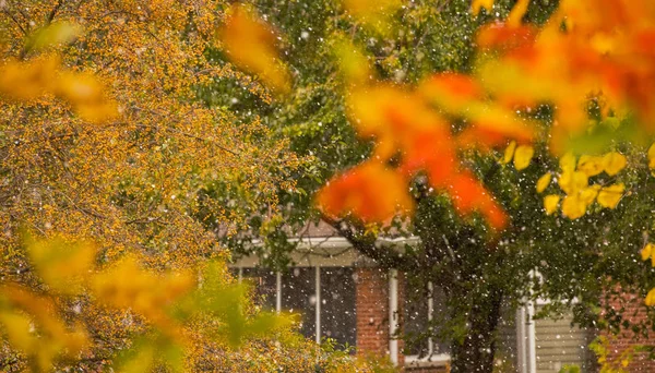 Indianapolis 'teki ilk kar yağışında renk değiştiren yapraklar