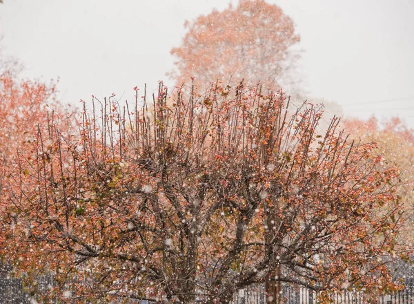 Πολύχρωμα φθινοπωρινά φύλλα κατά τη διάρκεια του πρώτου χιονιού στην Ινδιανάπολη — Φωτογραφία Αρχείου