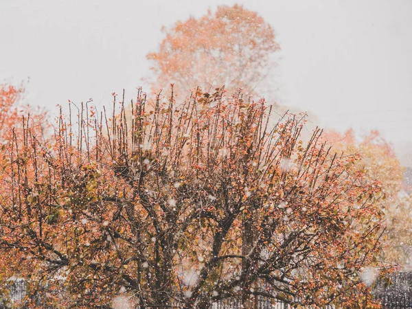 Colorful changing fall leaves during the first snow in Indianapolis — Stock Photo, Image