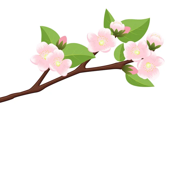 Tak van bloeiende appelboom — Stockvector