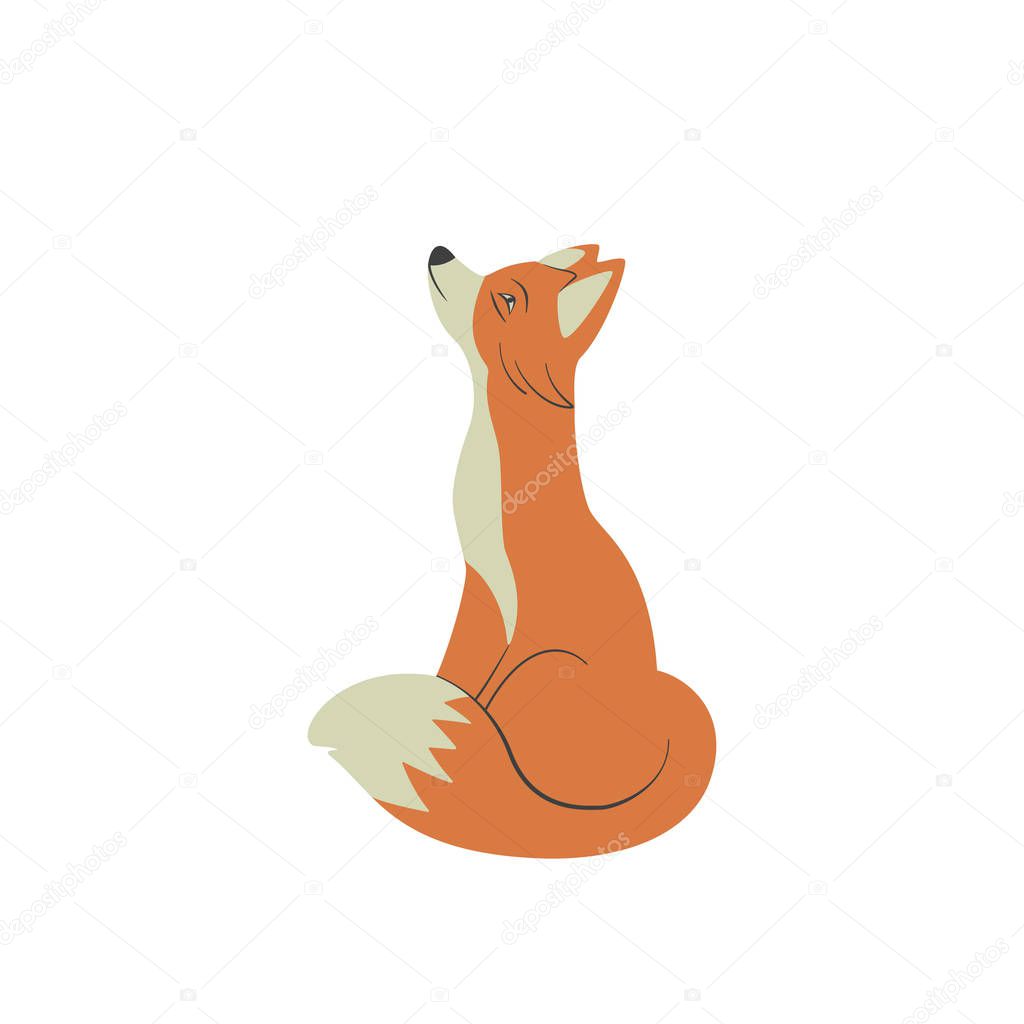  Fox sits and looks up