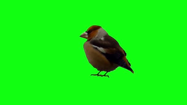 Γυρίζει το κεφάλι του πουλιού — Αρχείο Βίντεο