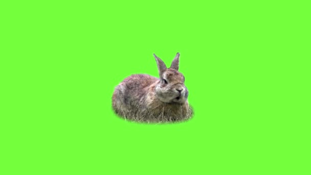 Legrační králík na trávě