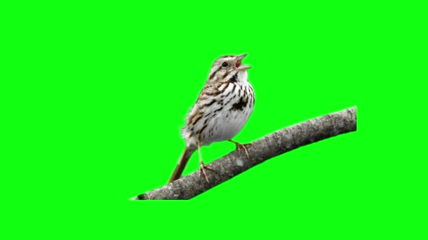 Bird sitting on a branch — Stock Video