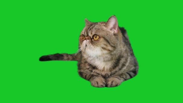 Экзотический смешной кот — стоковое видео