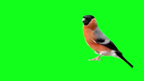 Bullfinch on a green screen — Stock Video