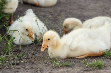 Kırsal evin bahçesinde zeminde oturan kuşlar