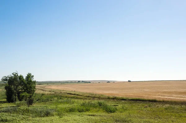 Filo del campo de trigo cosechado, paisaje rural —  Fotos de Stock