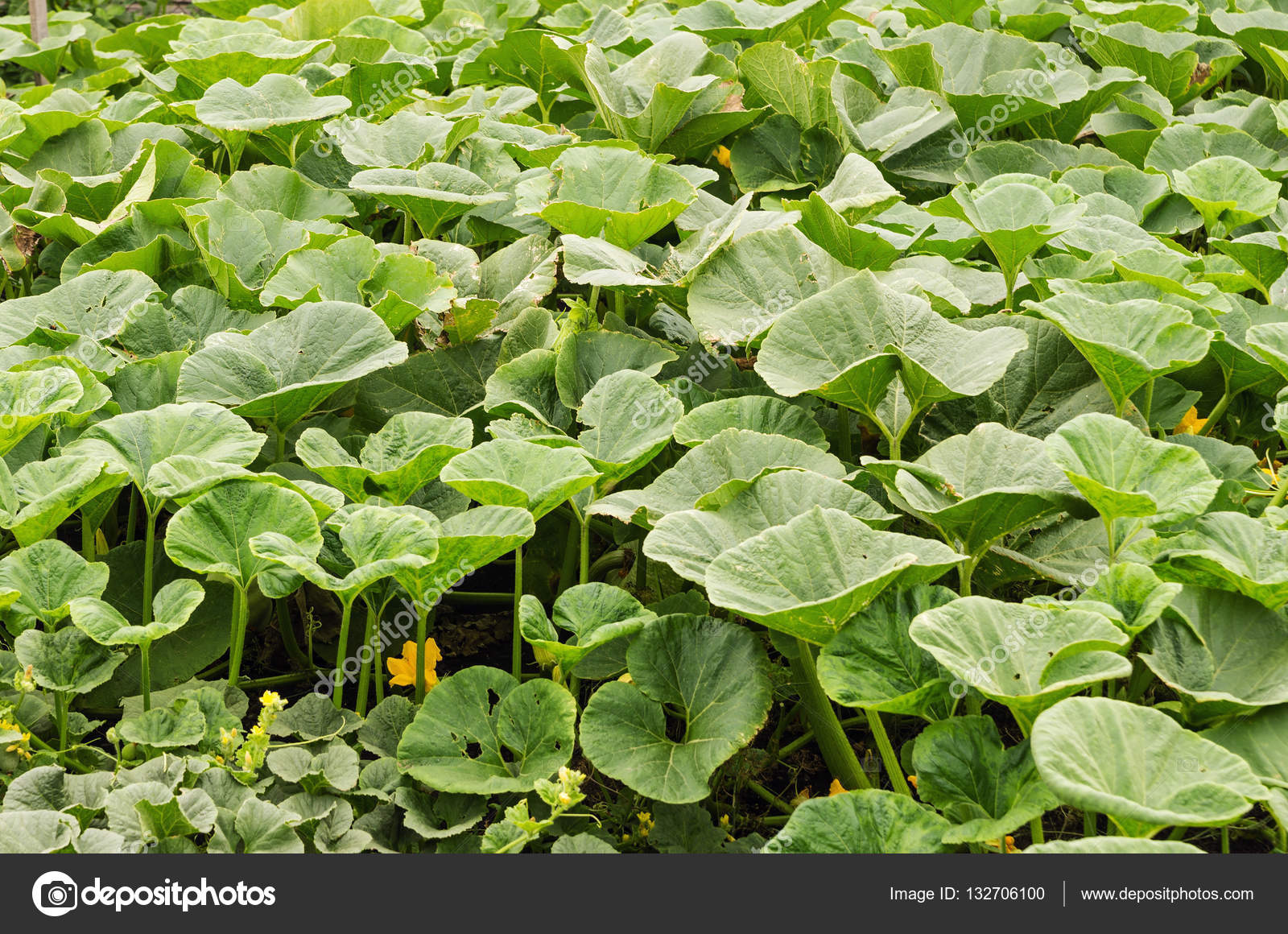Cabaña verde que crece en el jardín — Foto de stock © Vadyuhin #132706100