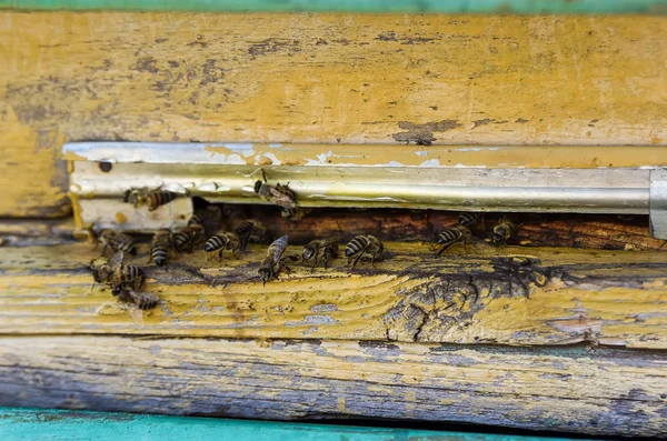 Giriş arı kovanı — Stok fotoğraf