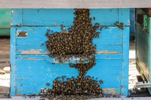 Bienen in der Nähe eines Bienenstockes — Stockfoto