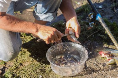 Bir balığa pişirme balık çorbası. Balık Temizleme