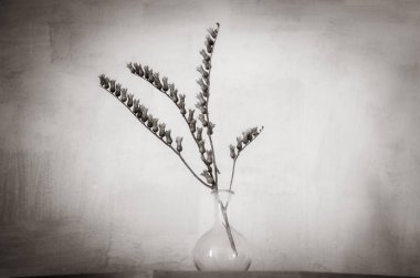 Natürmort kurutulmuş dal henbane ile    