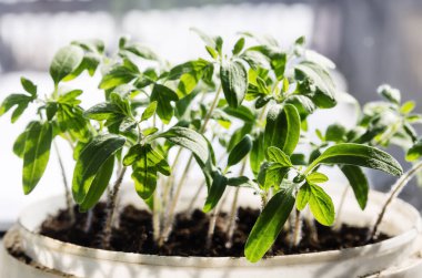 Pencerede domates fideleri