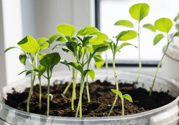 Eggplant seedlings on the window — Stock Photo, Image