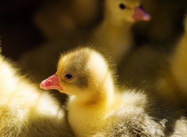 Kuşlar. Geçimlik tarım