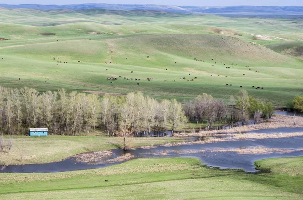 Hilly steppe in spring — Stock Photo, Image