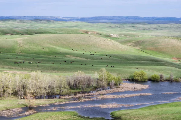 Hilly steppe in spring — Stock Photo, Image