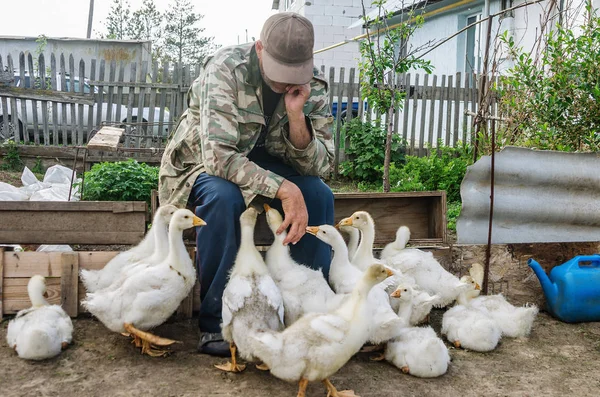 Peasant in the courtyard of a rural house with his geese — Stock Photo, Image