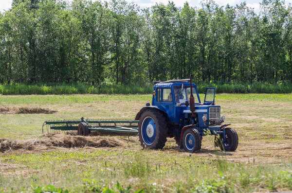 Tractor raking cut grass. Hay mowing