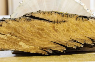 Ağaç kabuğu enine bölümünün doku / doğrama atölyesinde resim çekildiği