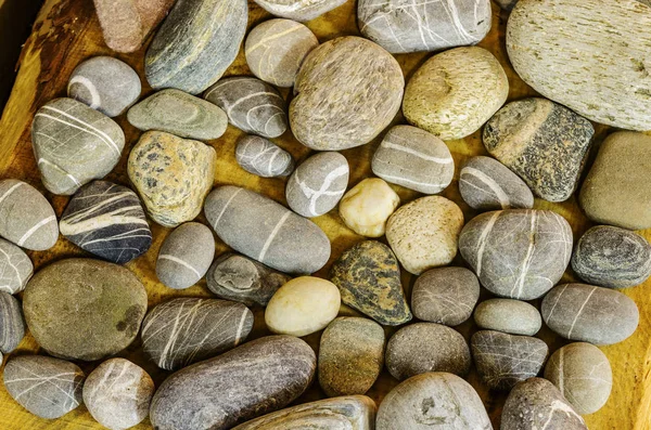 Calhaus Pedras Marinhas Recolhidas Nas Margens Mar Báltico — Fotografia de Stock