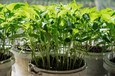 Plastik Kovalar domates fidesi