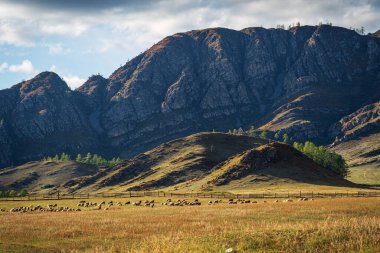 Bir koyun sürüsü dağın eteğinde otluyor. Rusya, Altai Dağı, Ongudaysky Bölgesi. Fotoğraf Tuecta köyü yakınlarında çekildi.