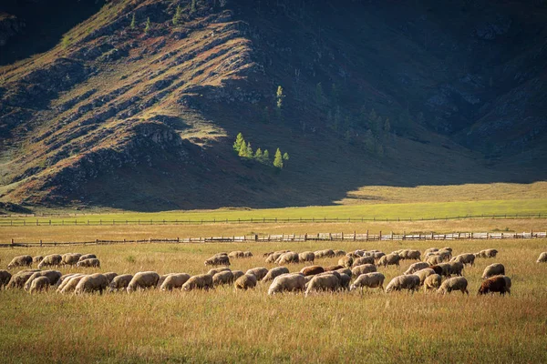 一群羊在山脚下吃草 俄罗斯昂古达伊斯基区阿尔泰山区的图埃塔村附近拍摄的照片 — 图库照片