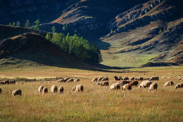一群羊在山脚下吃草 俄罗斯昂古达伊斯基区阿尔泰山区的图埃塔村附近拍摄的照片 — 图库照片