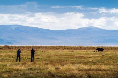 Kosh-Agachsky İlçesi, Altai Cumhuriyeti, Rusya - 14 Eylül 2019: Hayvan fotoğrafçılar otlayan bir öküzün fotoğrafını çekiyorlar