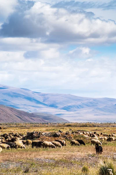 一群羊在翠谷吃草 俄罗斯 阿尔泰共和国 — 图库照片