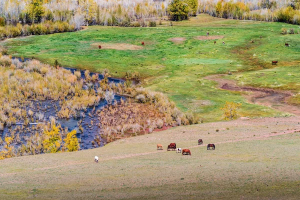 Pastorear Ganado Caballos Vacas Valle Del Río Kyzylshin Distrito Kosh —  Fotos de Stock