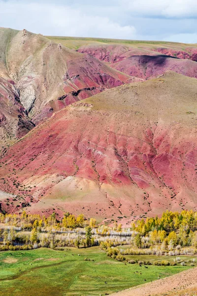 コースKyzylshin 赤の丘の中腹に牧草地 ロシアのアルタイ共和国コシュ アガツキー地区 — ストック写真