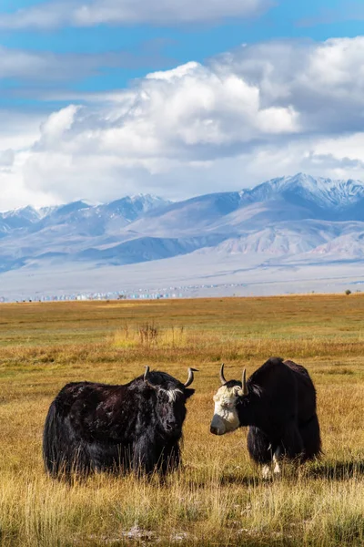 Яки Пасуться Осінньому Степу Тлі Гір Kosh Agachsky District Altai — стокове фото