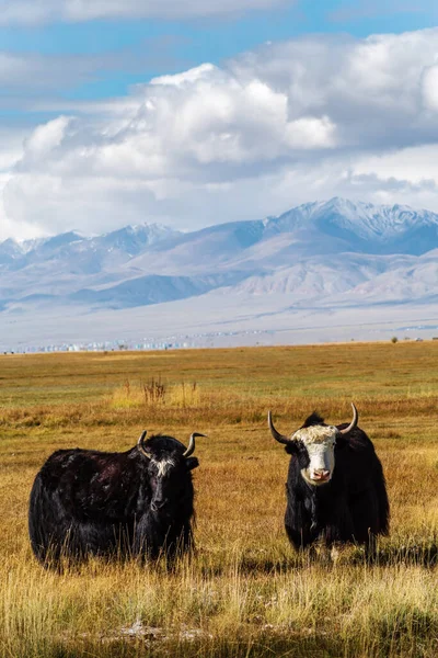 秋天的草原上 有两只牦牛在高山的背景下吃草 俄罗斯阿尔泰共和国Kosh Agachsky区 — 图库照片