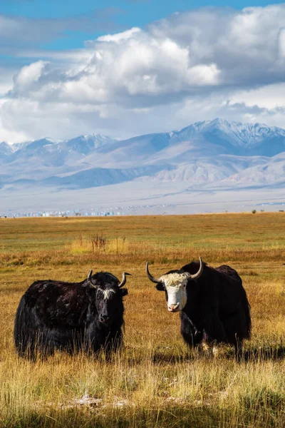 秋天的草原上 有两只野生牦牛在高山的背景下吃草 俄罗斯阿尔泰共和国Kosh Agachsky区 — 图库照片
